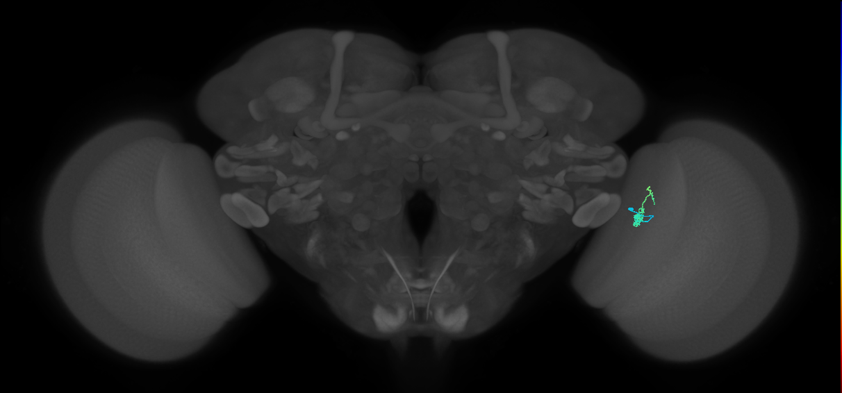 Dm2_R (JRC_OpticLobe:158134)