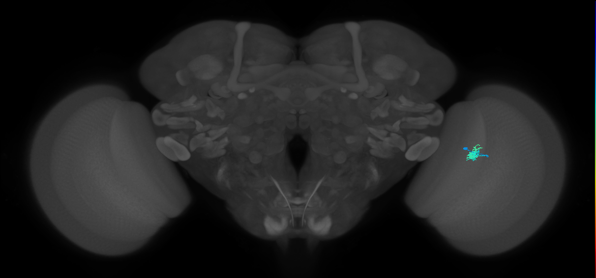 Dm2_R (JRC_OpticLobe:127215)