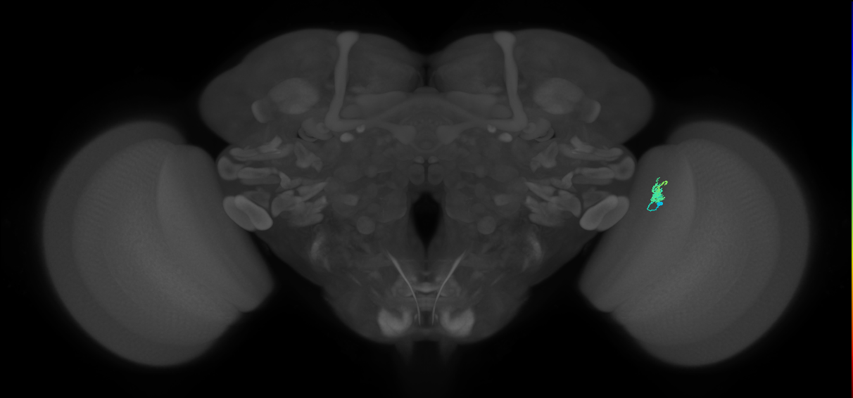 Dm2_R (JRC_OpticLobe:153050)
