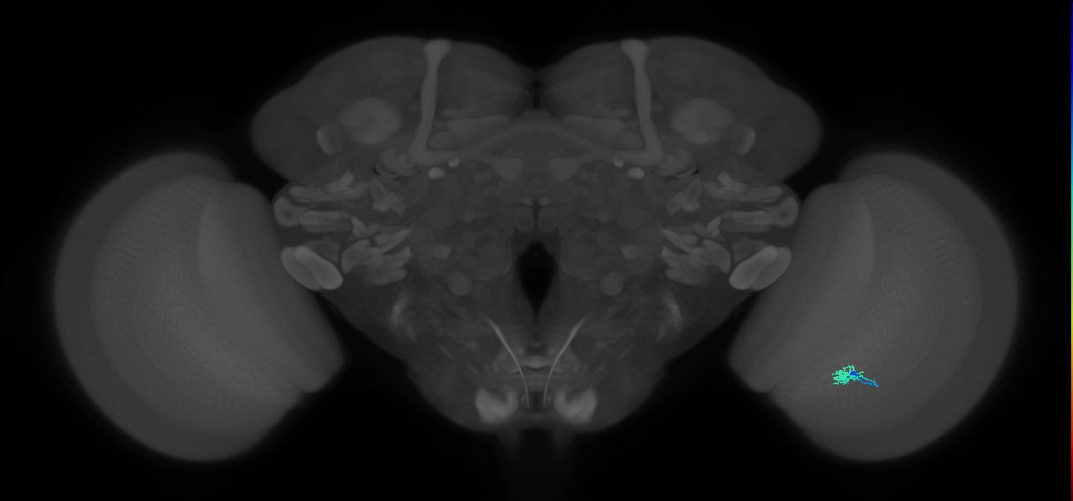 Dm2_R (JRC_OpticLobe:157482)