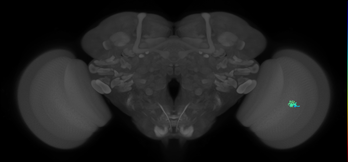 Dm2_R (JRC_OpticLobe:144679)