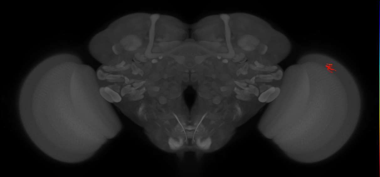 Dm2_R (JRC_OpticLobe:203366)
