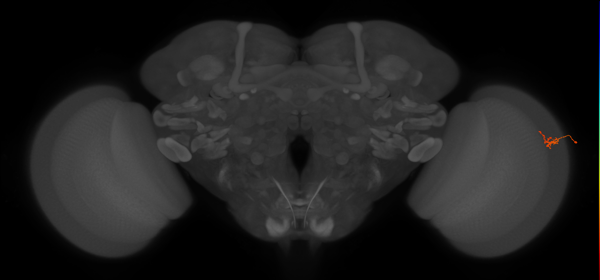 Dm2_R (JRC_OpticLobe:152543)
