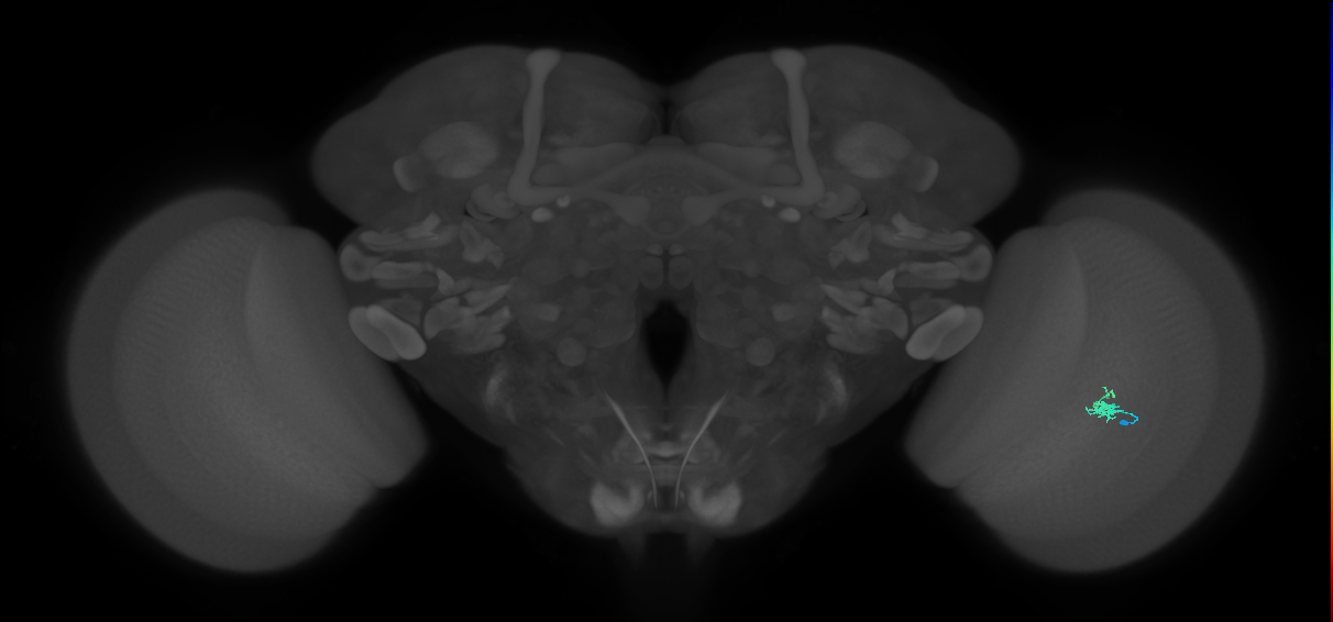 Dm2_R (JRC_OpticLobe:156210)