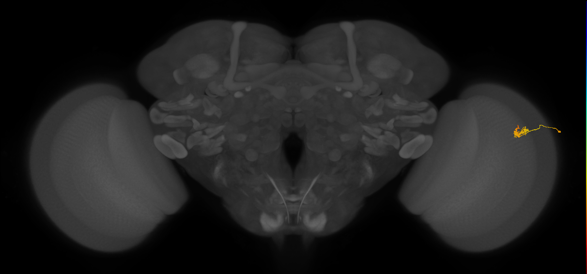 Dm2_R (JRC_OpticLobe:136393)