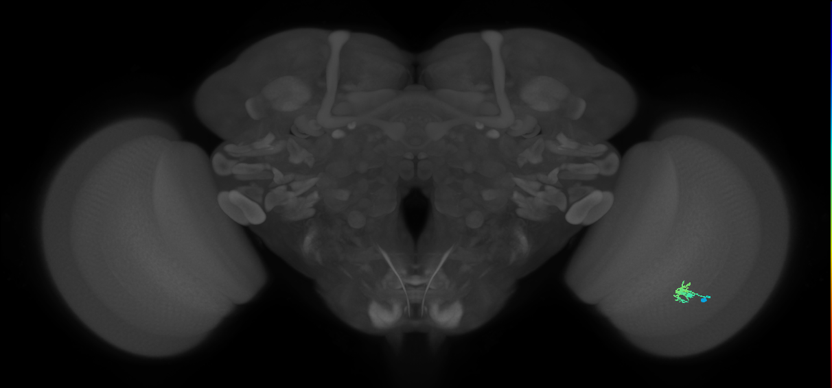 Dm2_R (JRC_OpticLobe:132211)