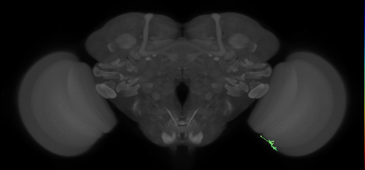 Dm2_R (JRC_OpticLobe:178537)