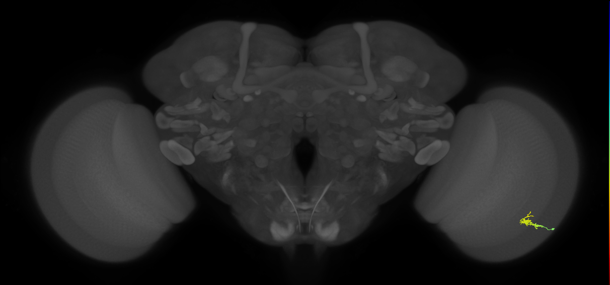 Dm2_R (JRC_OpticLobe:144855)