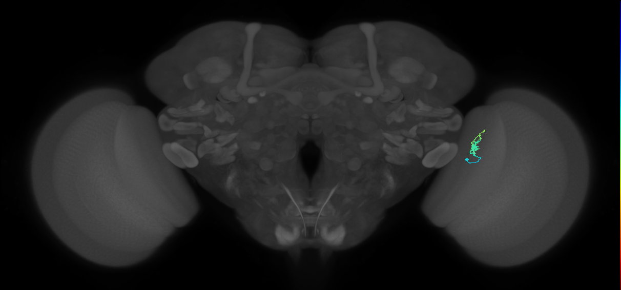 Dm2_R (JRC_OpticLobe:158253)