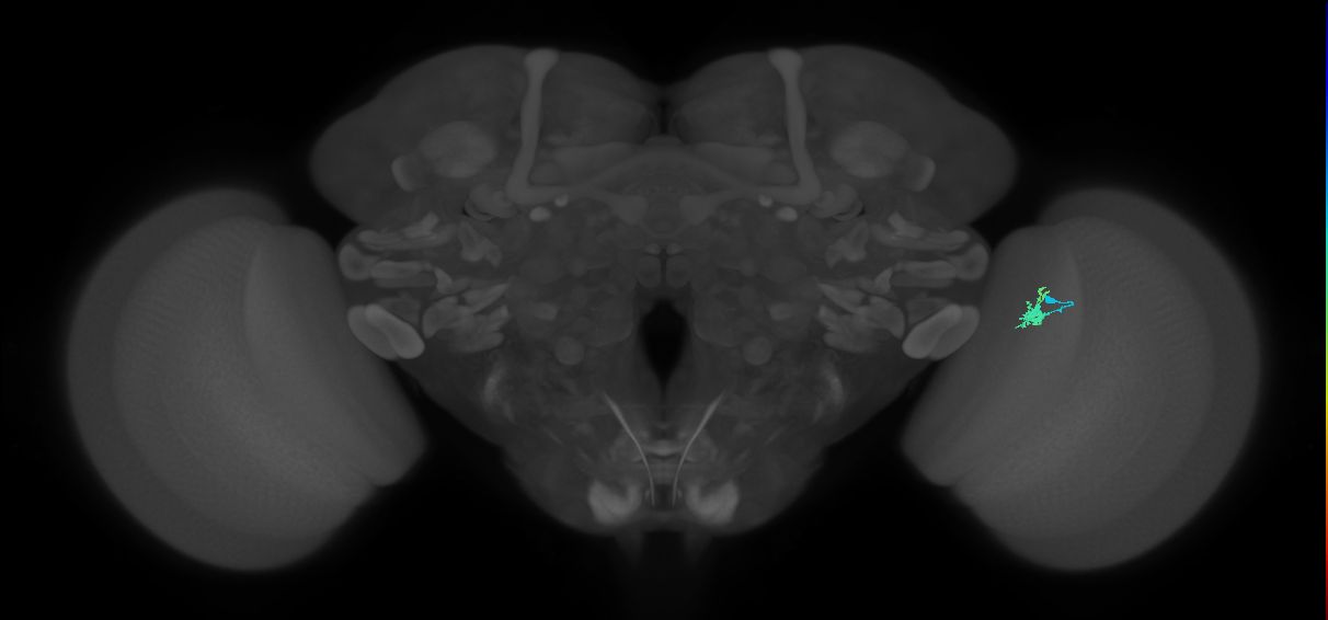 Dm2_R (JRC_OpticLobe:141279)
