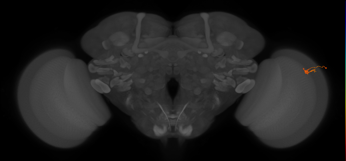 Dm2_R (JRC_OpticLobe:147538)