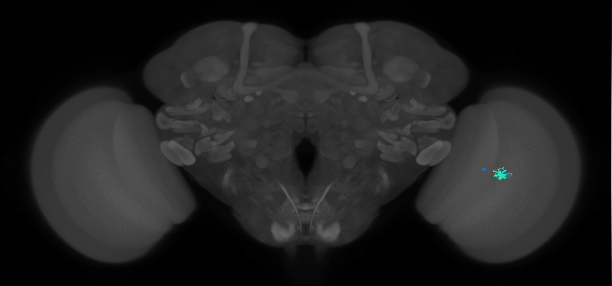 Dm2_R (JRC_OpticLobe:158429)