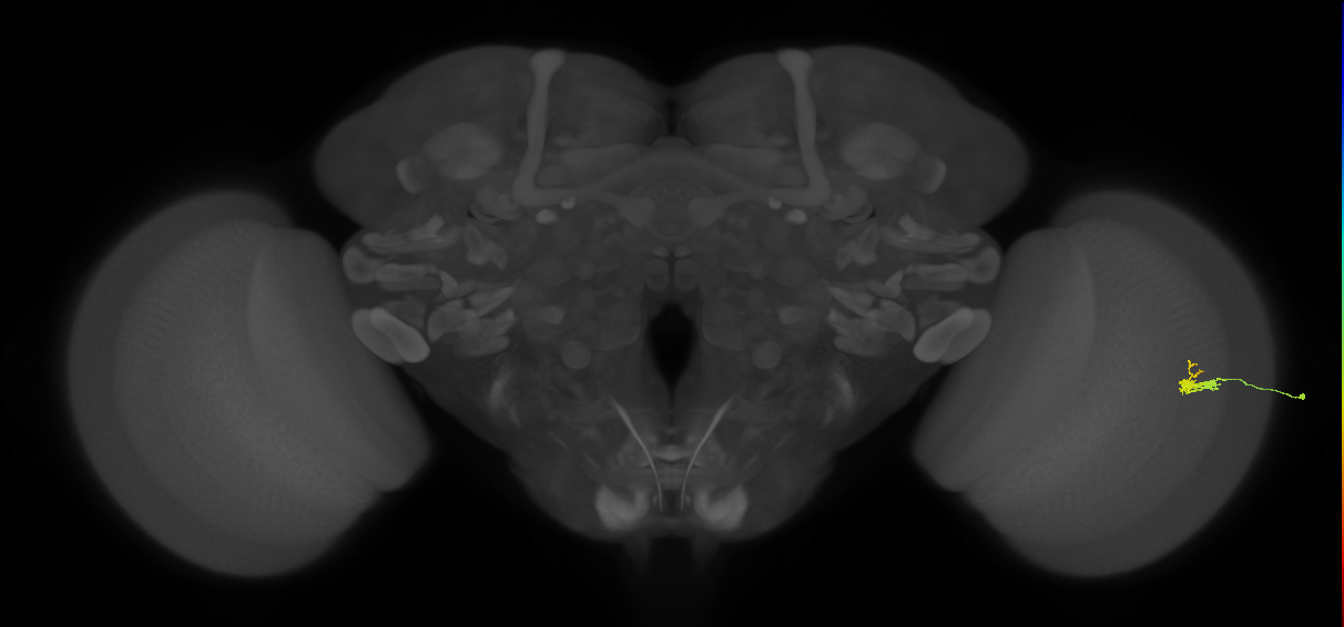 Dm2_R (JRC_OpticLobe:117200)