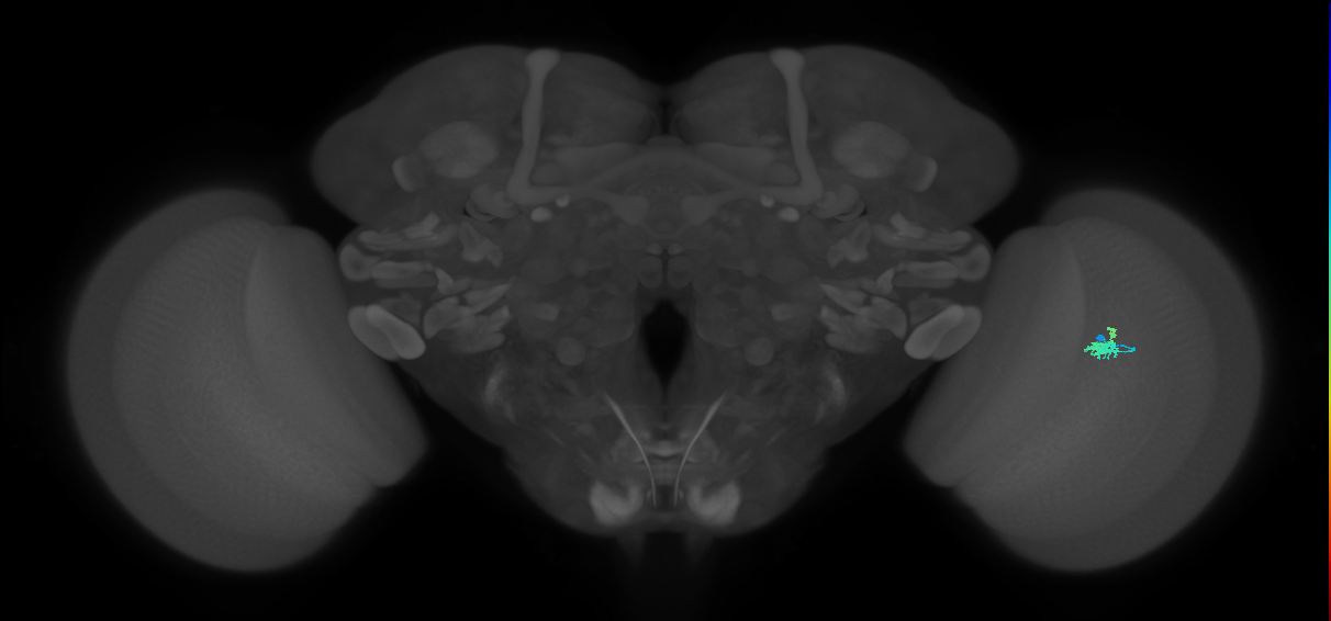 Dm2_R (JRC_OpticLobe:192790)