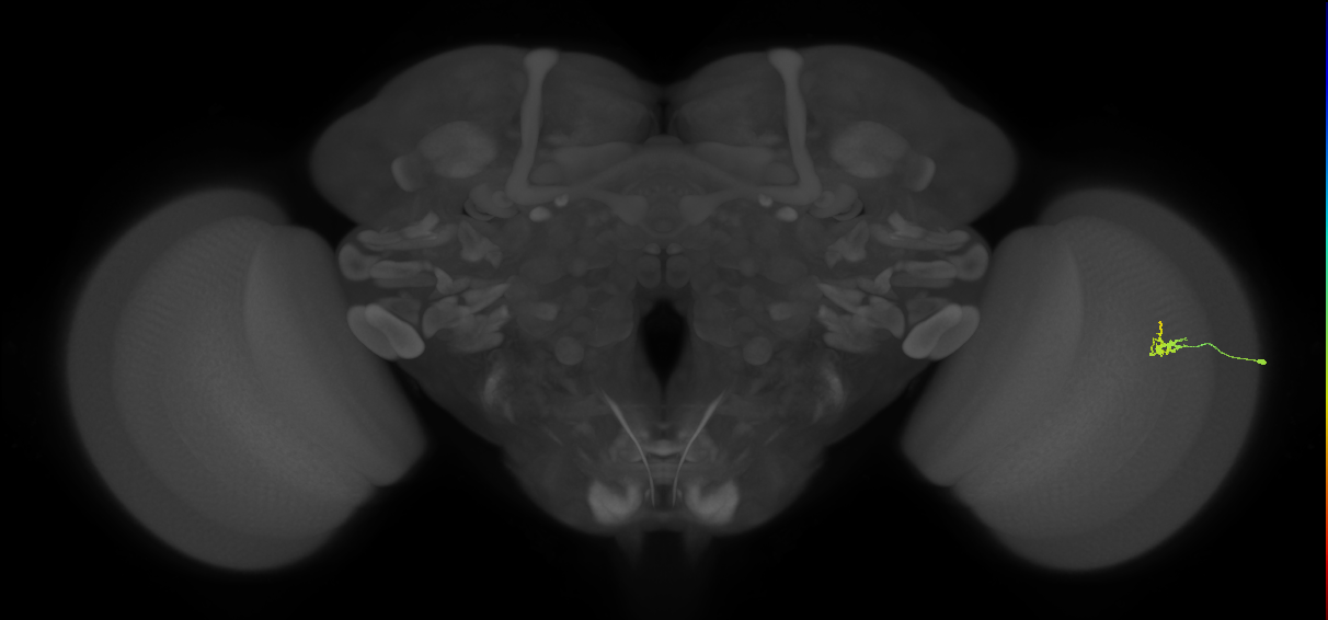 Dm2_R (JRC_OpticLobe:186127)