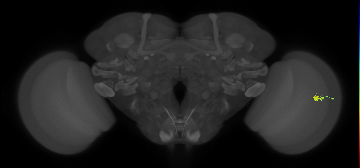 Dm2_R (JRC_OpticLobe:116441)
