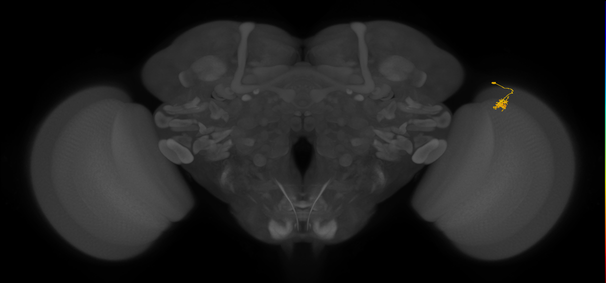 Dm2_R (JRC_OpticLobe:141700)