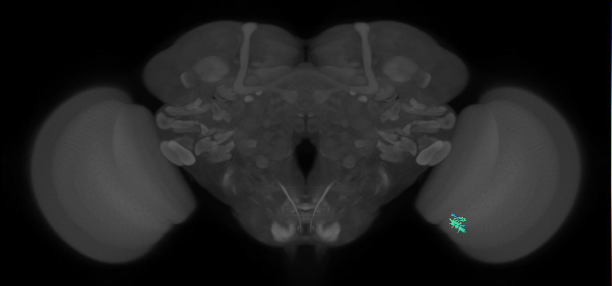 Dm2_R (JRC_OpticLobe:153707)