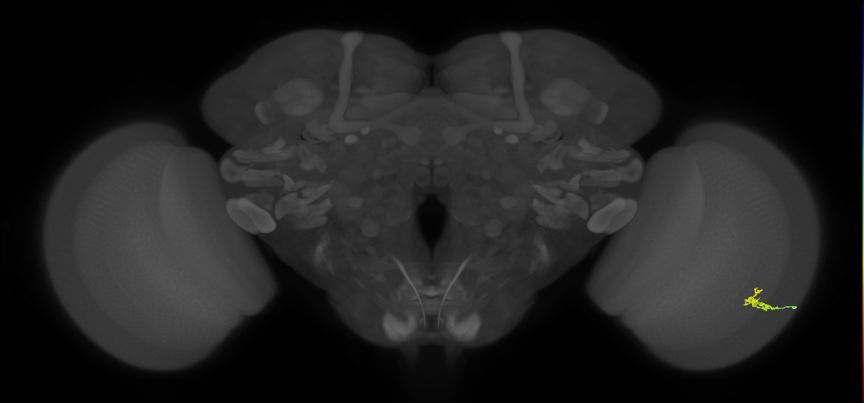 Dm2_R (JRC_OpticLobe:137931)