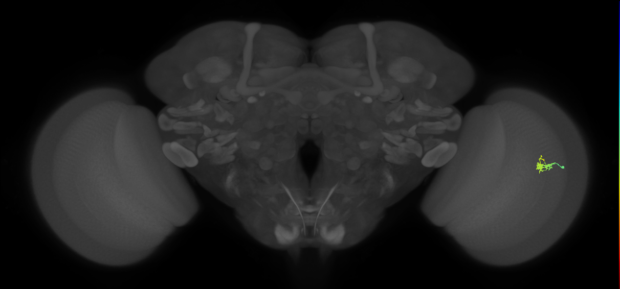 Dm2_R (JRC_OpticLobe:133375)