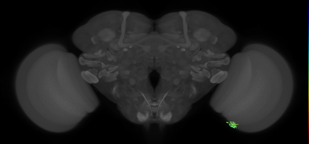 Dm2_R (JRC_OpticLobe:159282)
