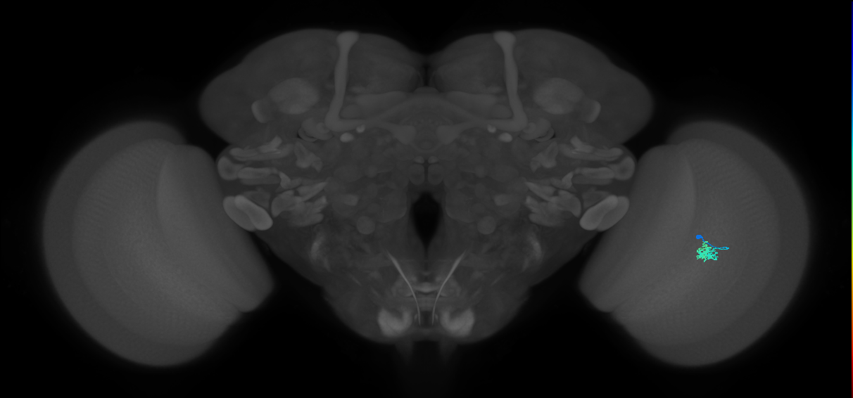 Dm2_R (JRC_OpticLobe:130239)