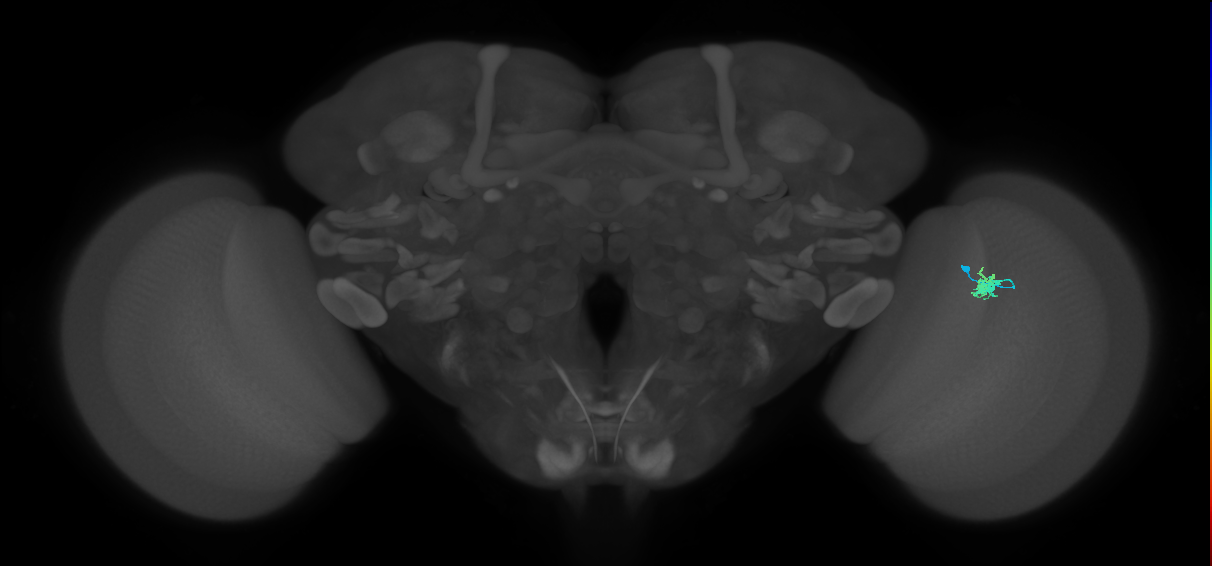 Dm2_R (JRC_OpticLobe:132911)