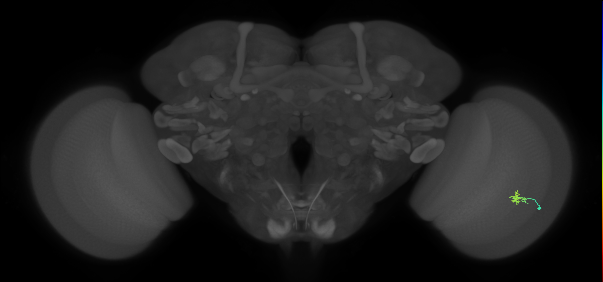 Dm2_R (JRC_OpticLobe:137397)
