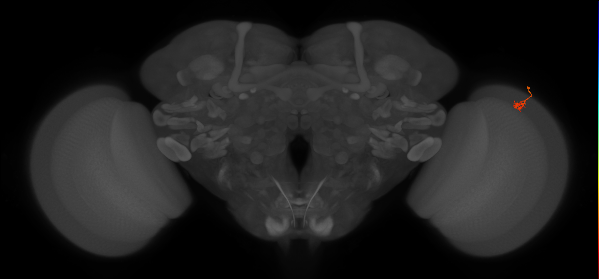 Dm2_R (JRC_OpticLobe:150096)