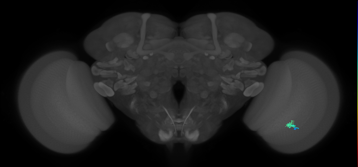 Dm2_R (JRC_OpticLobe:138112)
