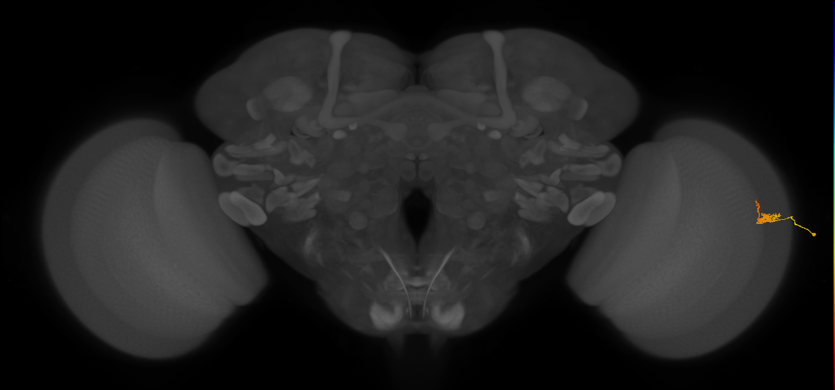Dm2_R (JRC_OpticLobe:130069)
