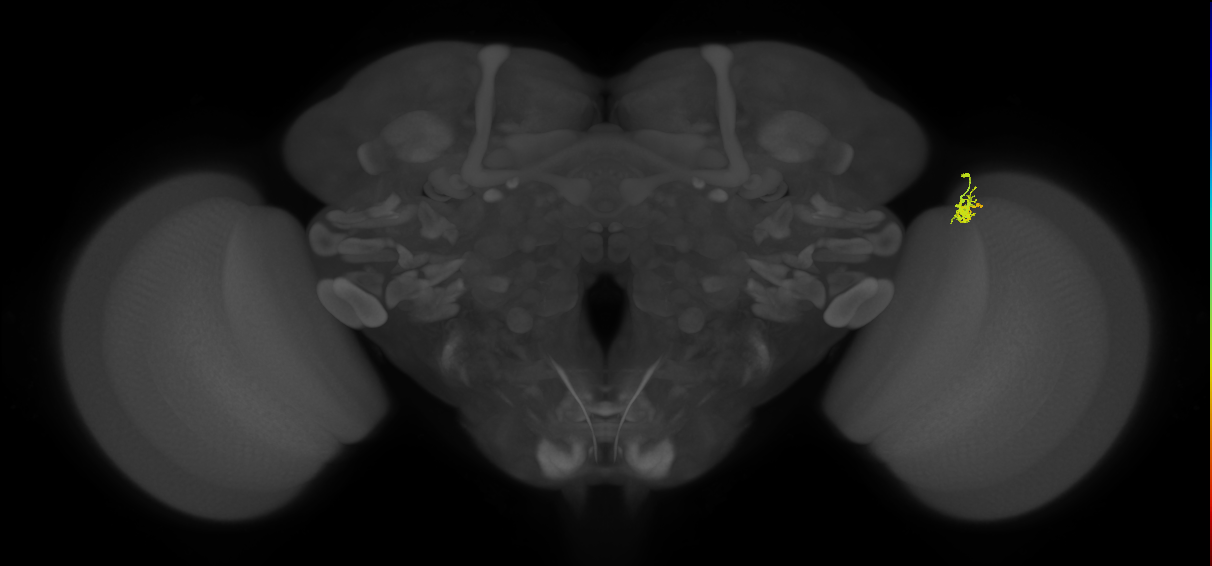 Dm2_R (JRC_OpticLobe:148166)