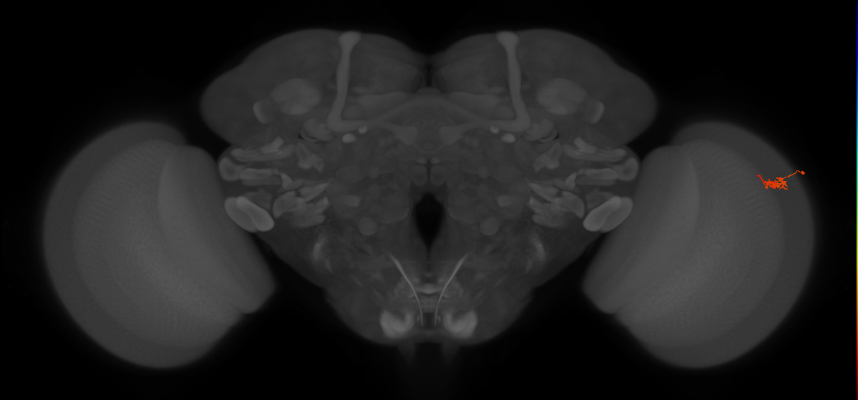 Dm2_R (JRC_OpticLobe:154098)