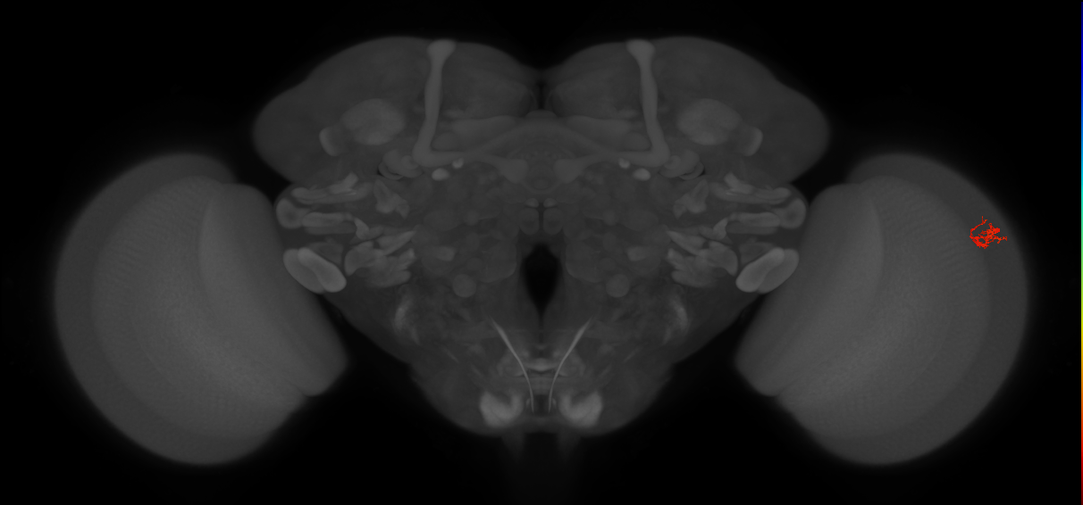 Dm2_R (JRC_OpticLobe:213574)