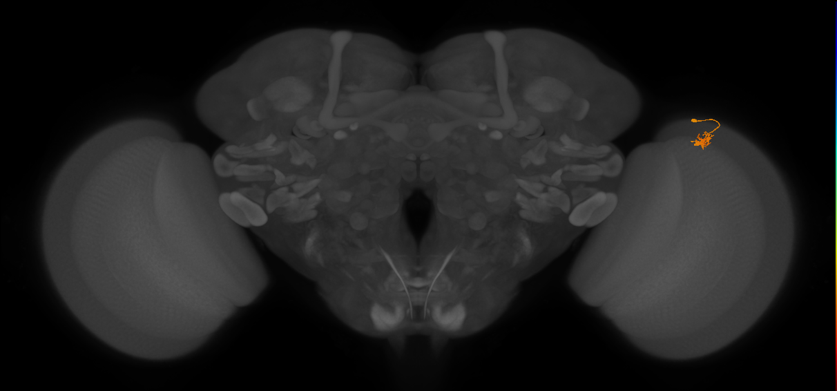Dm2_R (JRC_OpticLobe:145733)
