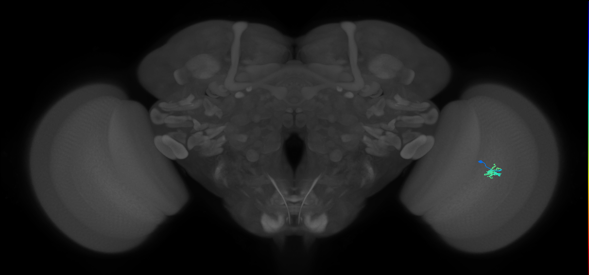 Dm2_R (JRC_OpticLobe:143979)