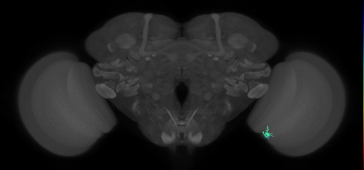 Dm2_R (JRC_OpticLobe:169709)