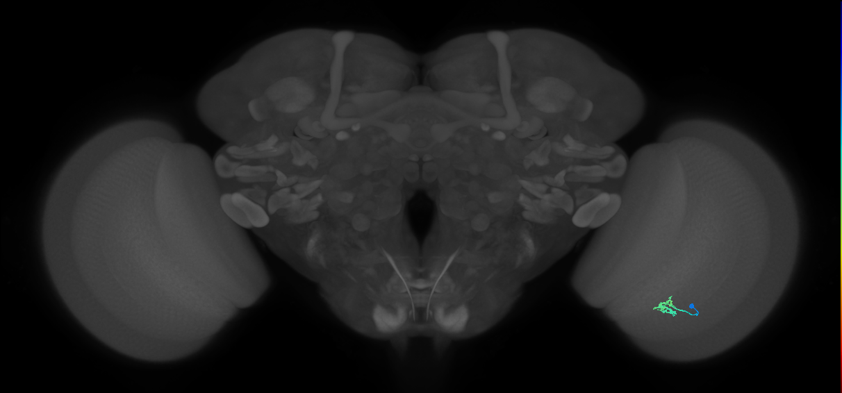 Dm2_R (JRC_OpticLobe:124551)