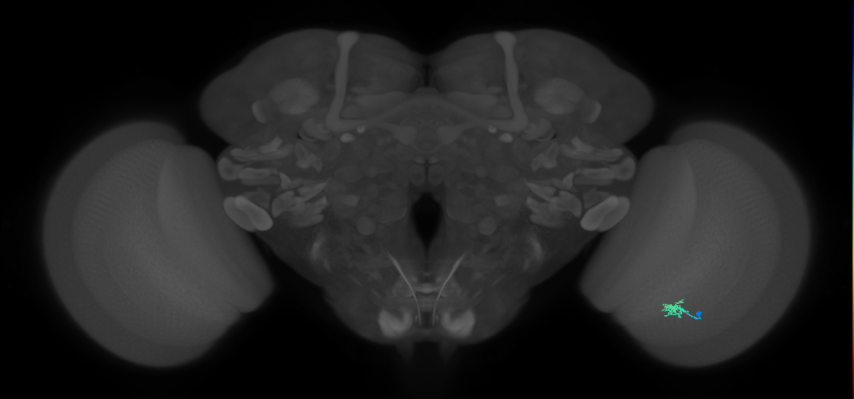 Dm2_R (JRC_OpticLobe:136806)
