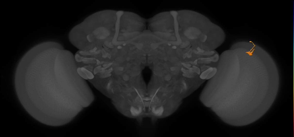 Dm2_R (JRC_OpticLobe:132569)