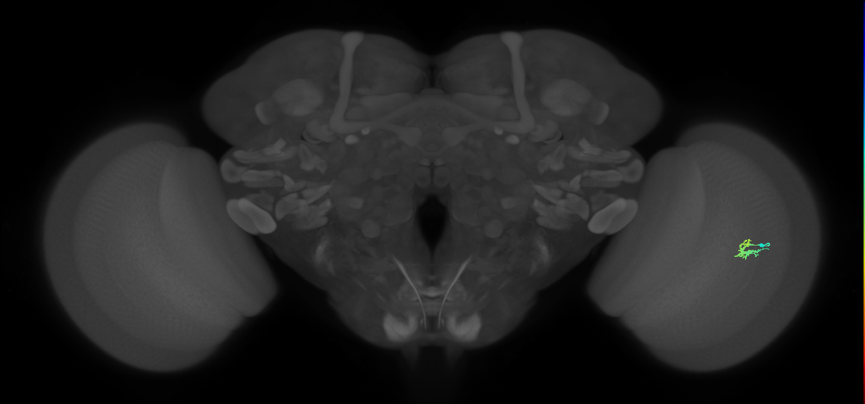 Dm2_R (JRC_OpticLobe:125656)