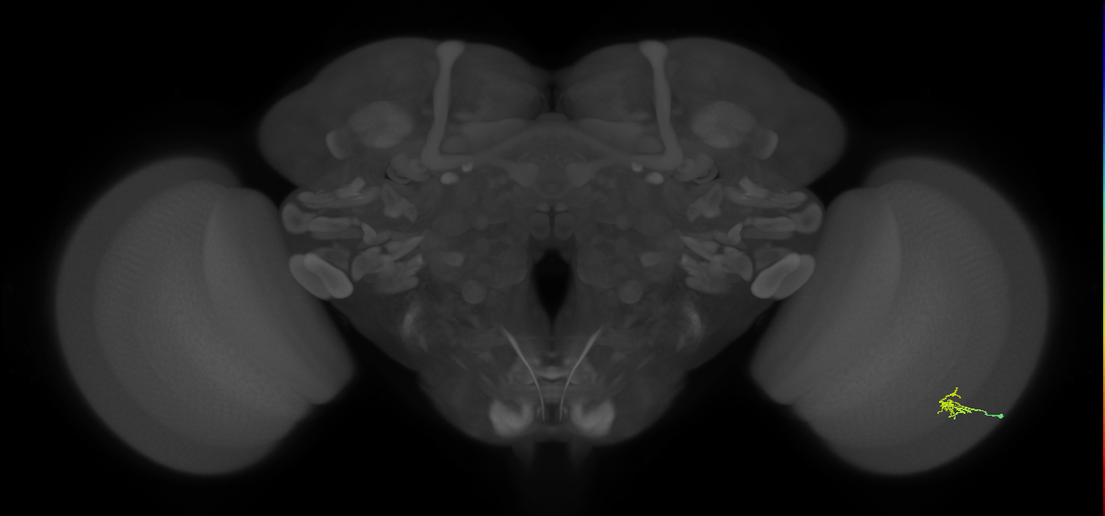 Dm2_R (JRC_OpticLobe:227440)