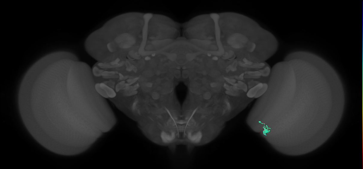 Dm2_R (JRC_OpticLobe:164285)