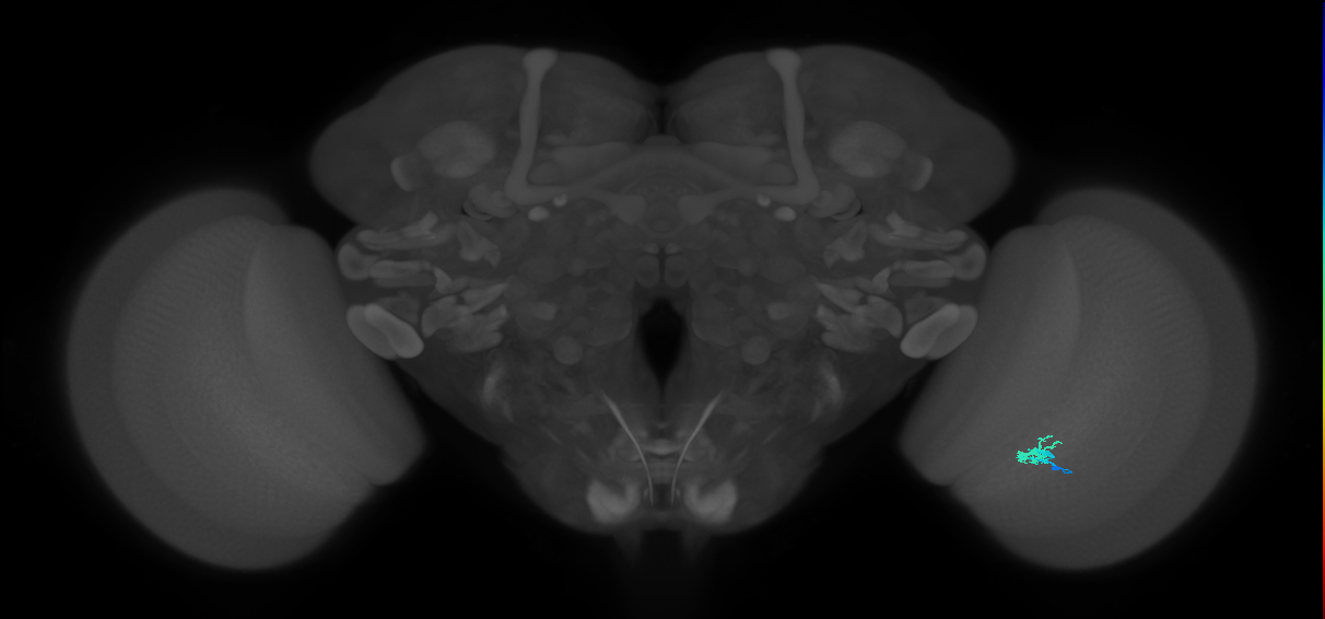 Dm2_R (JRC_OpticLobe:156302)