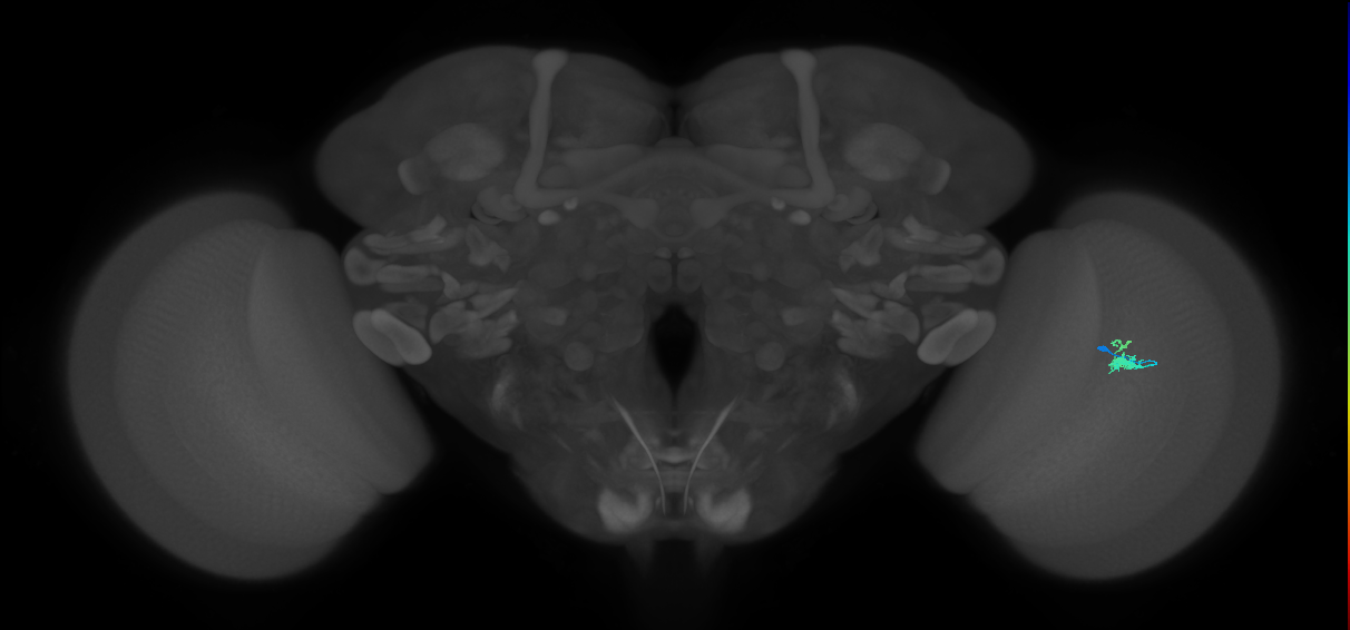 Dm2_R (JRC_OpticLobe:139958)