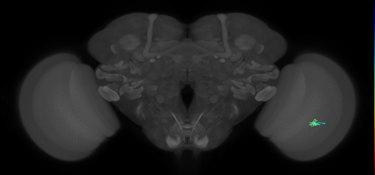 Dm2_R (JRC_OpticLobe:145729)