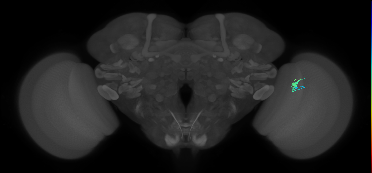 Dm2_R (JRC_OpticLobe:136743)