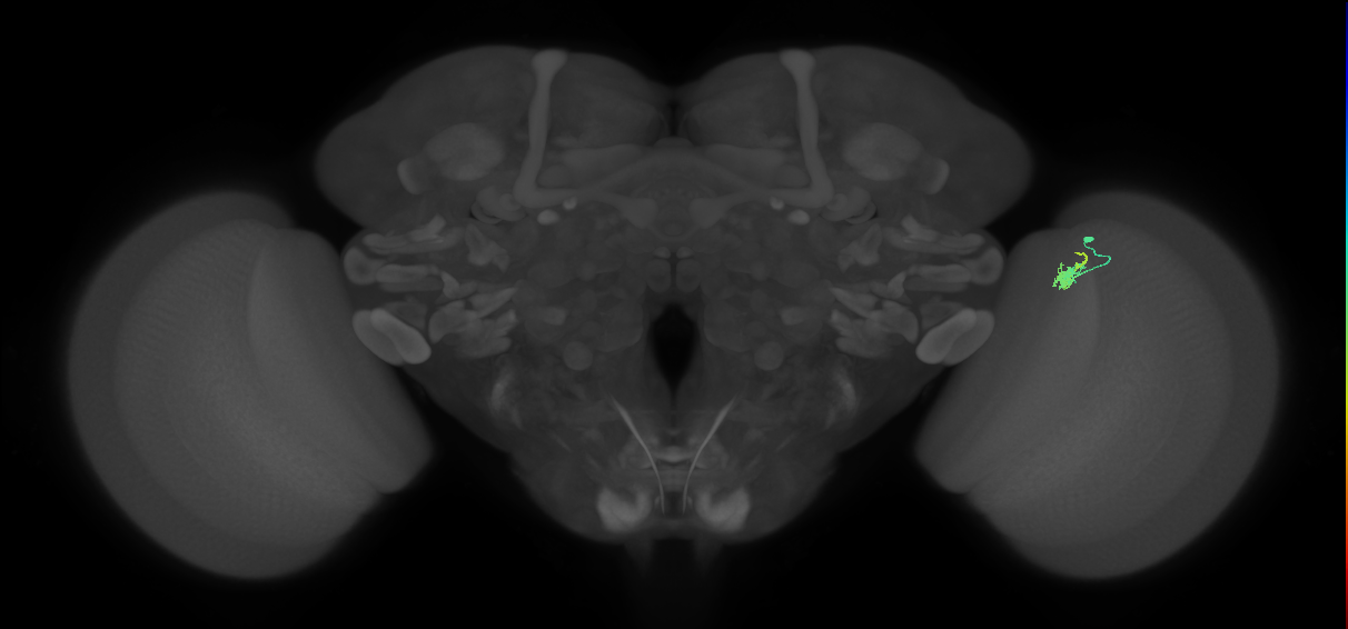 Dm2_R (JRC_OpticLobe:148049)