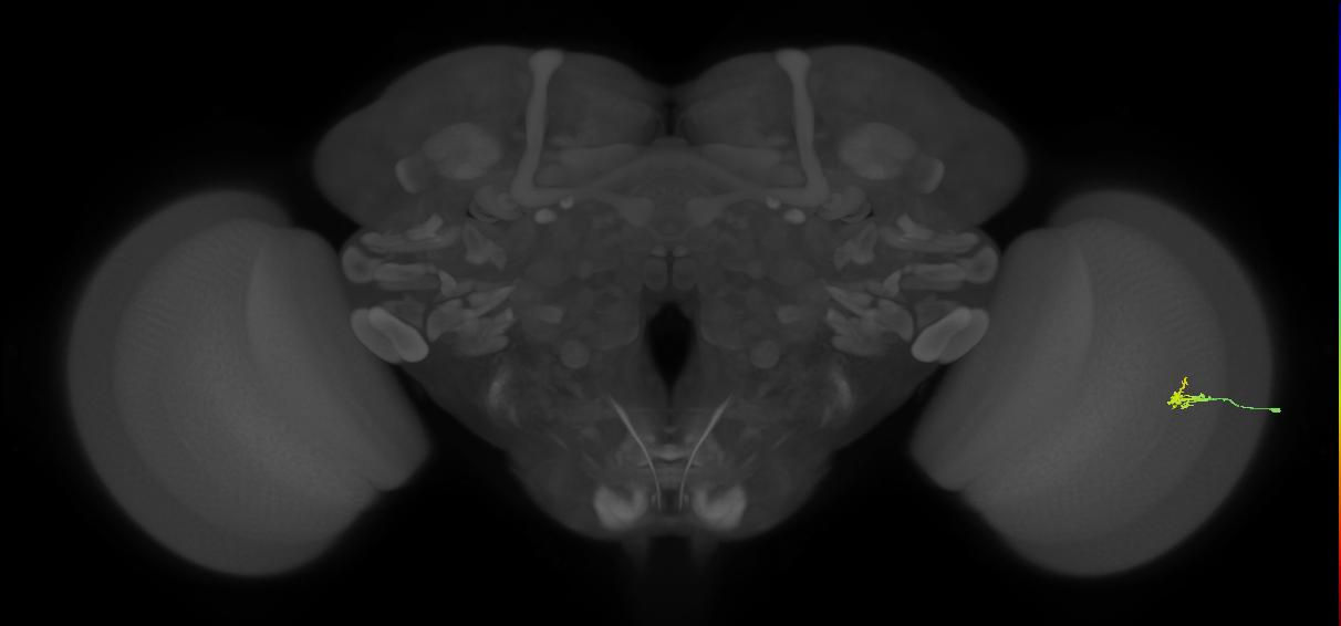 Dm2_R (JRC_OpticLobe:127416)
