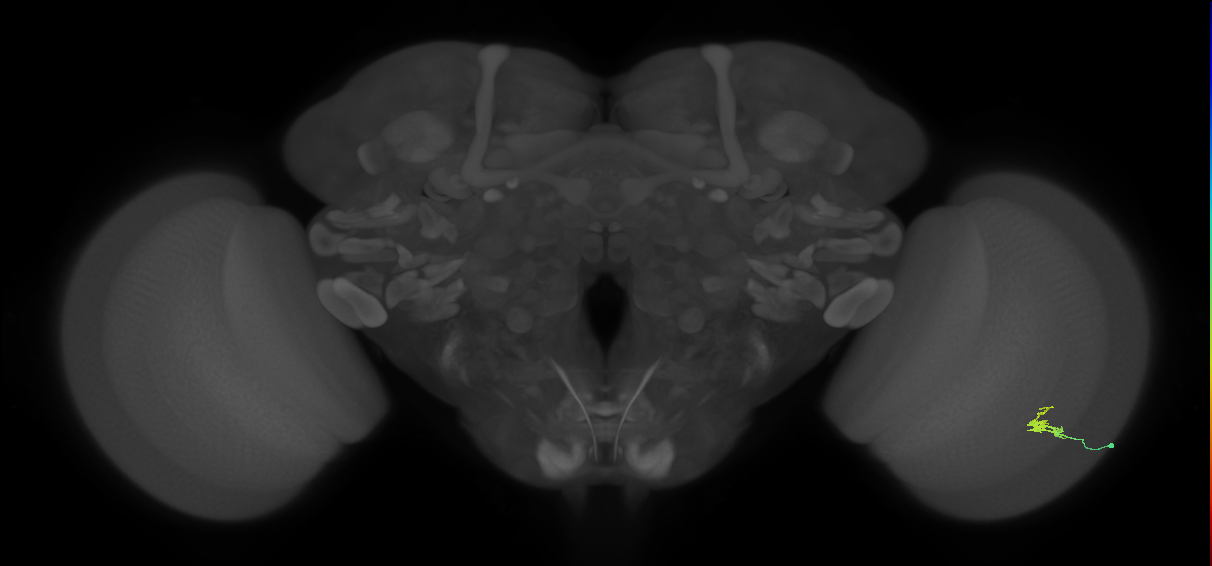 Dm2_R (JRC_OpticLobe:136425)
